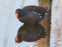 Gallinula chloropus 16, Waterhoen, Saxifraga-Mark Zekhuis