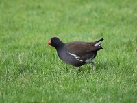 Gallinula chloropus 21, Waterhoen, Saxifraga-Peter Meininger