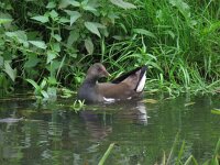 Gallinula chloropus 22, Waterhoen, Saxifraga-Henk Sierdsema