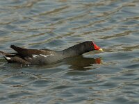 Gallinula chloropus 4, Waterhoen, Saxifraga-Jan van der Straaten