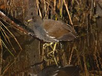Gallinula chloropus 42, Waterhoen, Saxifraga-Luuk Vermeer