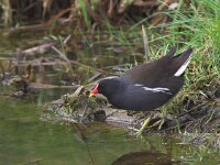 Gallinula chloropus 6, Waterhoen, Saxifraga-Luc Hoogenstein