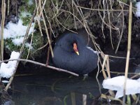Gallinula chloropus 60, Waterhoen, Saxifraga-Luc Hoogenstein