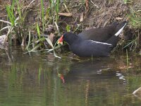 Gallinula chloropus 7, Waterhoen, Saxifraga-Luc Hoogenstein