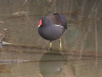 Gallinula chloropus 8, Waterhoen, Saxifraga-Luc Hoogenstein