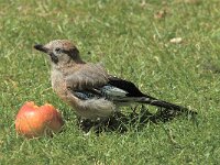 Garrulus glandarius 10, Gaai, Saxifraga-Piet Munsterman