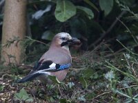 Garrulus glandarius 11, Gaai, Saxifraga-Mark Zekhuis