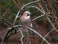 Garrulus glandarius 15, Gaai, Saxifraga-Hans Dekker
