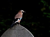 Garrulus glandarius 16, Gaai, Saxifraga-Bart Vastenhouw