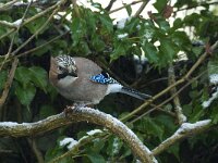 Garrulus glandarius 17, Gaai, Saxifraga-Jan van der Straaten