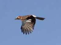 Garrulus glandarius 21, Gaai, Saxifraga-Peter Meininger