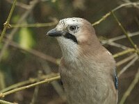 Garrulus glandarius 3, Gaai, Saxifraga-Jan van der Straaten