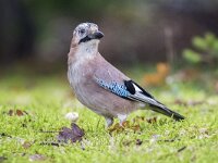 Garrulus glandarius 83, Gaai, Saxifraga-Luuk Vermeer