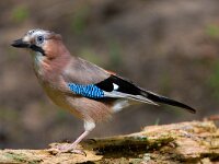 Gaai  gaai in de Haspel : Garrulus glandarius
