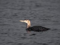 Gavia adamsii 3, Geelsnavelduiker, Saxifraga-Arie de Knijff