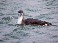 Gavia arctica 13, Parelduiker, Saxifraga-Barct Vastenhouw