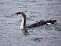 Gavia arctica 15, Parelduiker, Saxifraga-Barct Vastenhouw