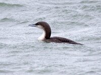 Gavia arctica 17, Parelduiker, Saxifraga-Barct Vastenhouw