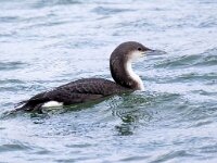 Gavia arctica 2, Parelduiker, Saxifraga-Barct Vastenhouw