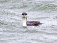 Gavia arctica 20, Parelduiker, Saxifraga-Barct Vastenhouw