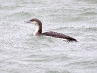 Gavia arctica 21, Parelduiker, Saxifraga-Barct Vastenhouw