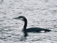 Gavia arctica 28, Parelduiker, Saxifraga-Mark Zekhuis