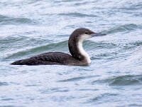Gavia arctica 3, Parelduiker, Saxifraga-Barct Vastenhouw