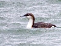 Gavia arctica 7, Parelduiker, Saxifraga-Barct Vastenhouw