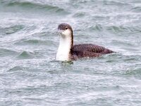 Gavia arctica 8, Parelduiker, Saxifraga-Barct Vastenhouw