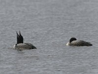 Gavia immer 11, IJsduiker, Saxifraga-Peter Stein
