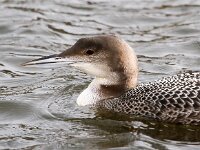 Gavia immer 28, IJsduiker, Saxifraga-Bart Vastenhouw