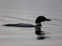 Gavia immer 38, IJsduiker, Saxifraga-Jelmer Reyntjes : gavia immer, ijsduiker, rhederlaag