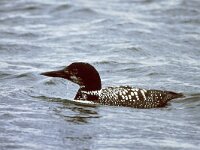 Gavia immer 4, IJsduiker, Saxifraga-Piet Munsterman  My beautiful picture