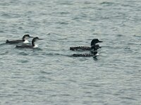 Gavia immer 43, IJsduiker, Saxifraga-Mark Zekhuis