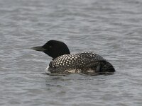 Gavia immer 8, IJsduiker, Saxifraga-Peter Stein