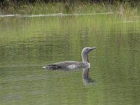 Gavia stellata 21, Roodkeelduiker, Saxifraga-Willem van Kruijsbergen