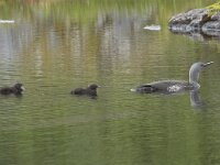 Gavia stellata 22, Roodkeelduiker, Saxifraga-Willem van Kruijsbergen