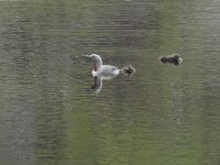 Gavia stellata 31, Roodkeelduiker, Saxifraga-Willem van Kruijsbergen