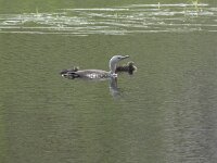 Gavia stellata 36, Roodkeelduiker, Saxifraga-Willem van Kruijsbergen