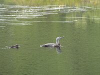 Gavia stellata 44, Roodkeelduiker, Saxifraga-Willem van Kruijsbergen