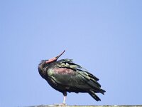 Geronticus eremita 2, Heremietibis, Saxifraga-Jan Nijendijk