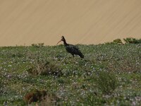 Geronticus eremita 3, Heremietibis, Saxifraga-Bas Klaver