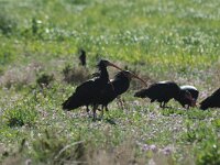 Geronticus eremita 4, Heremietibis, Saxifraga-Bas Klaver