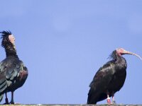 Geronticus eremita 6, Heremietibis, Saxifraga-Jan Nijendijk