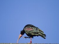 Geronticus eremita 7, Heremietibis, Saxifraga-Jan Nijendijk