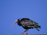 Geronticus eremita 8, Heremietibis, Saxifraga-Jan Nijendijk