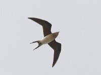 Glareola pratincola 10, Vorkstaartplevier, Saxifraga-Luc Hoogenstein