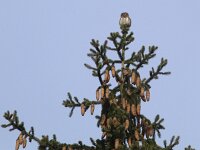 Glaucidium passerinum 3, Dwerguil, Saxifraga-Mark Zekhuis