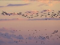 Grus grus 13, Kraanvogel, Saxifraga-Jan Nijendijk