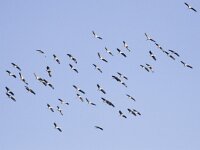 Grus grus 24, Kraanvogel, Saxifraga-Mark Zekhuis